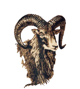 European mouflon