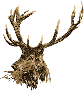 Red deer