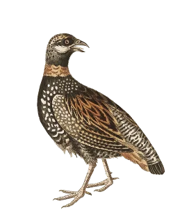 Grey partridge