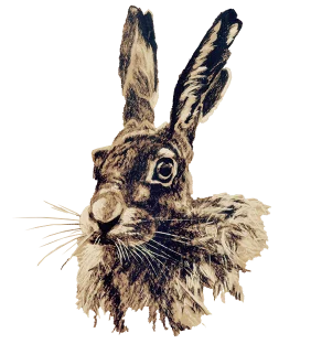 European hare